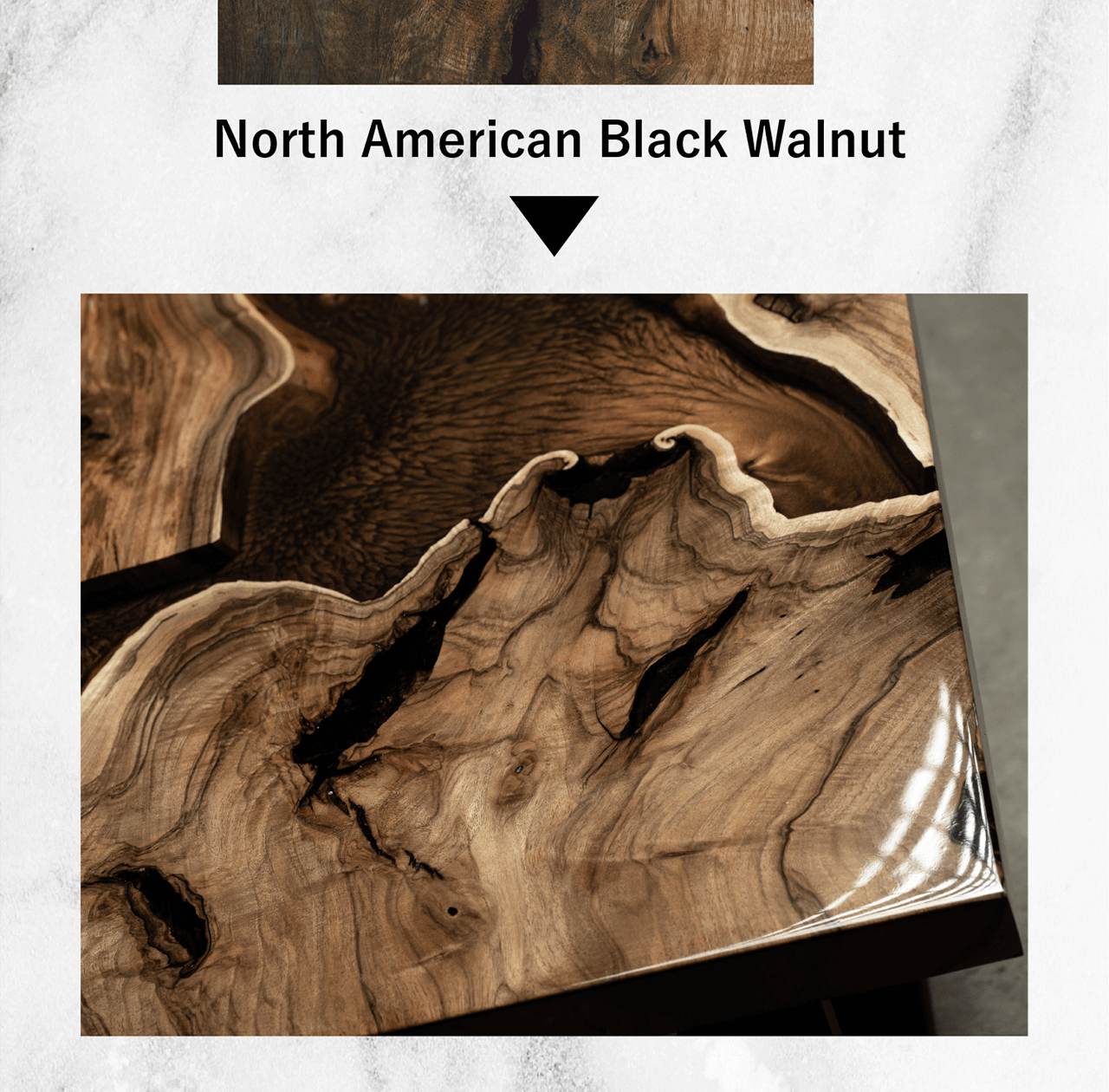 North American Black Walnut